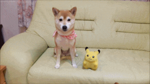 Cachorro derrubando Pikachu de pelúcia